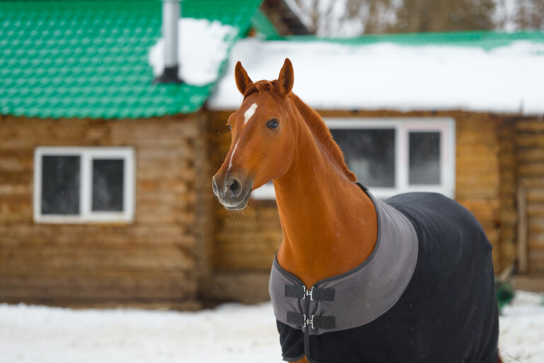 Horse with Blanket